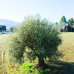 Mi Casita בית כפרי
